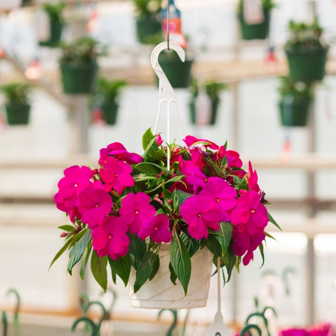 New Guinea Impatiens – Super Sonic Lilac – 8″ Hanging Basket